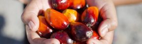 Aceite de Palma entre los Sectores más Dinámicos de la Agricultura Colombiana