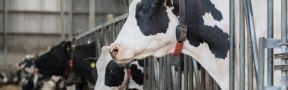 vacas_lacteo