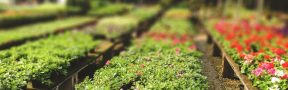 vivero_plantas