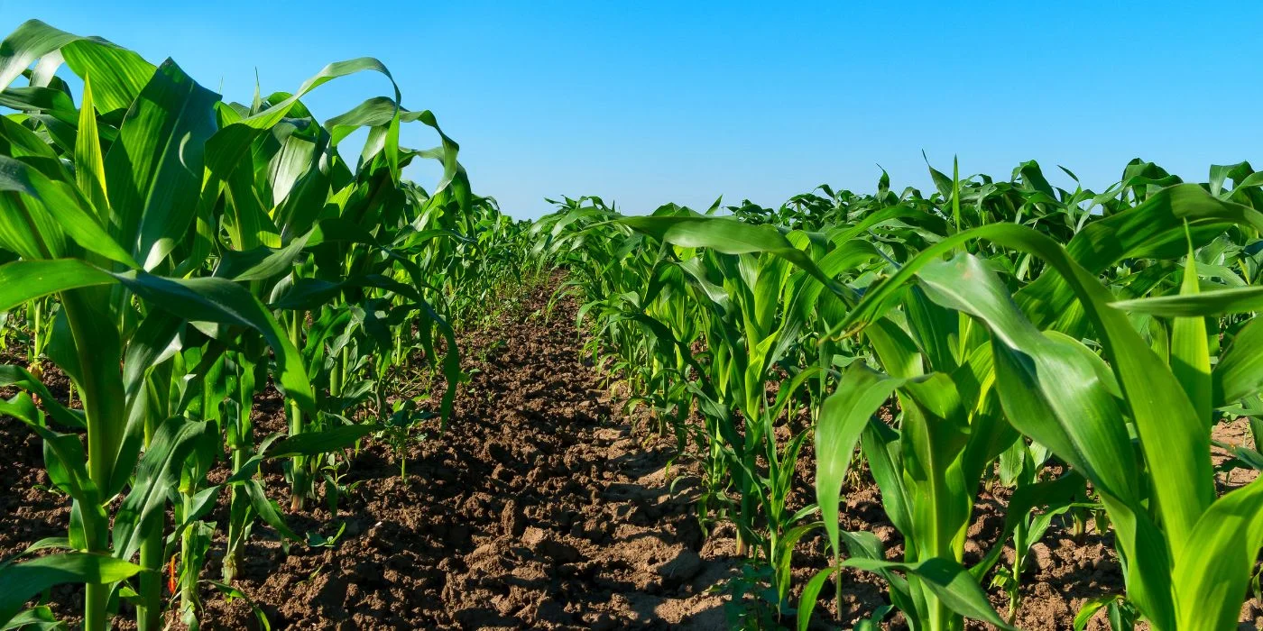 Derogatoria de las APPA pondría en juego 864.000 hectáreas protegidas para la producción de alimentos