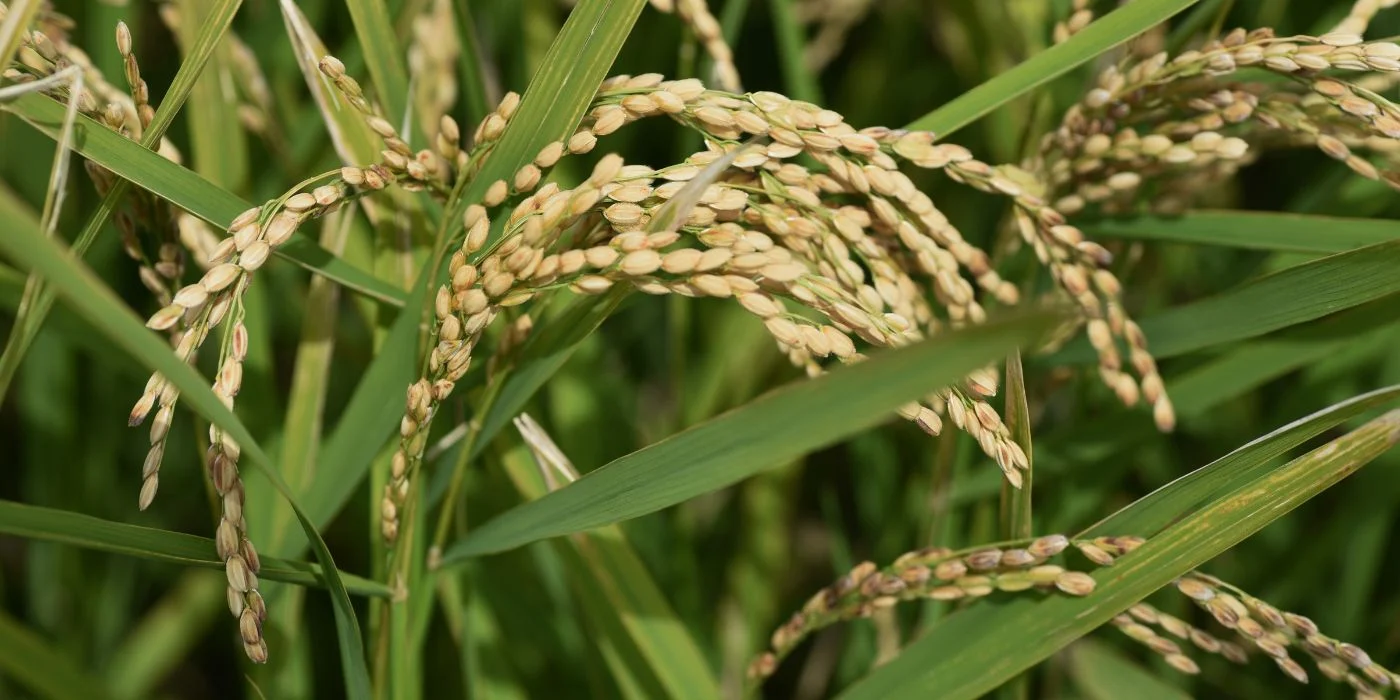 Contrabando de arroz sumó 262.221 toneladas en 2025, casi el triple de las importaciones legales