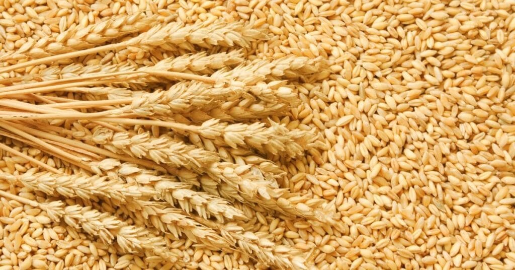 Colombia Importa 2.1 Millones de Toneladas de Trigo y Sólo Produce 5 Mil