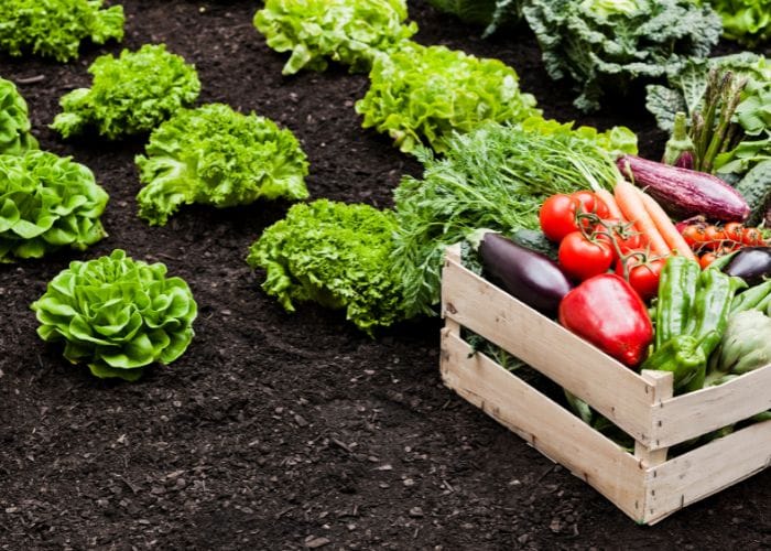 Los precios agropecuarios registraron una disminución de 7,6% en la Bolsa Mercantil de Colombia en diciembre de 2023