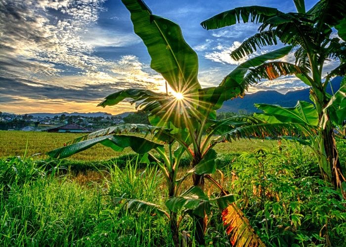 Fortalecimiento agrícola en el Magdalena por $23.000 millones de inversión